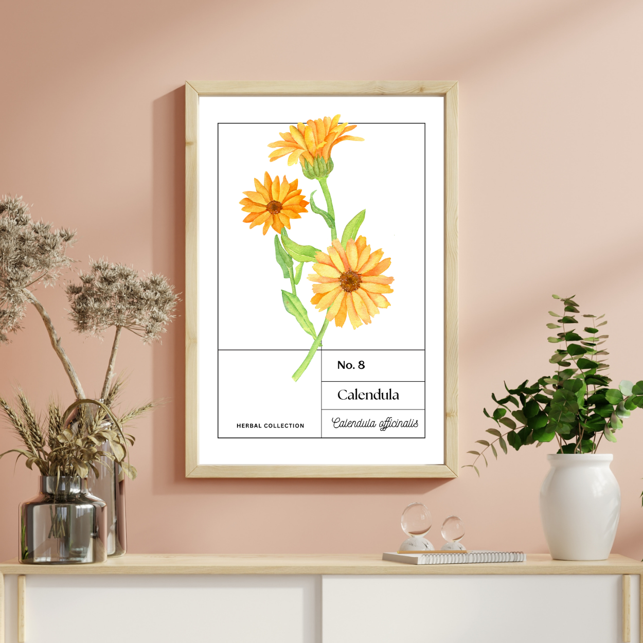 Calendula