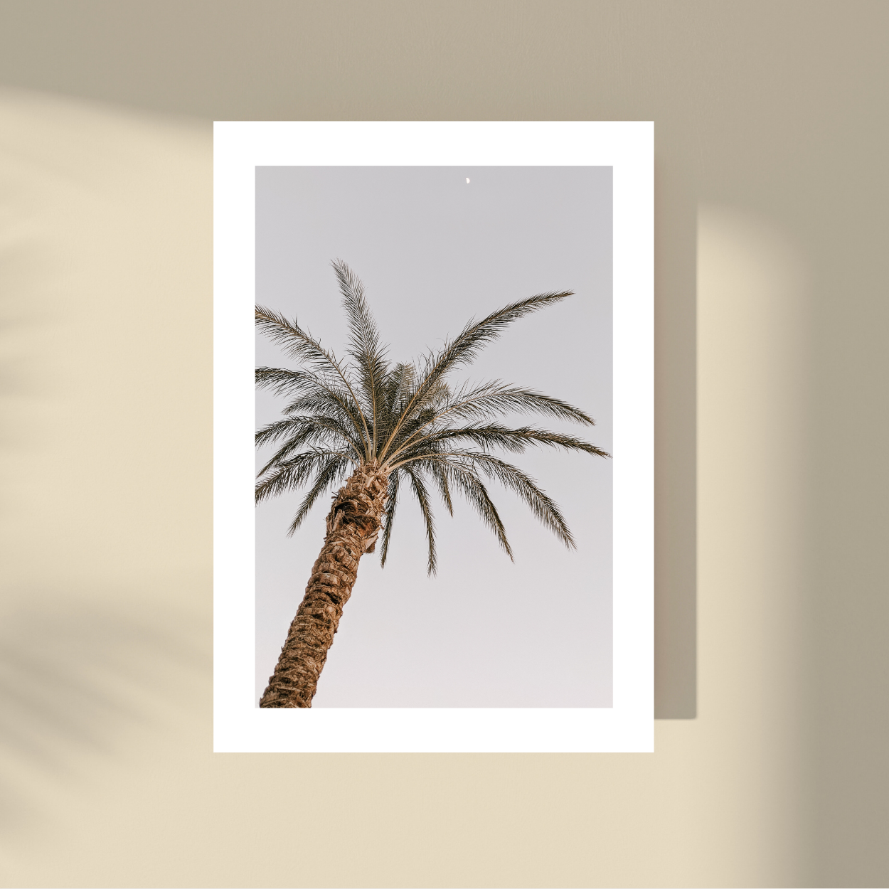 Palm Tree