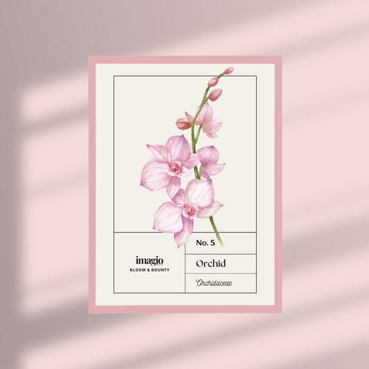 Uramljen poster Orchid - 32x42 / 42x52 cm roze ram