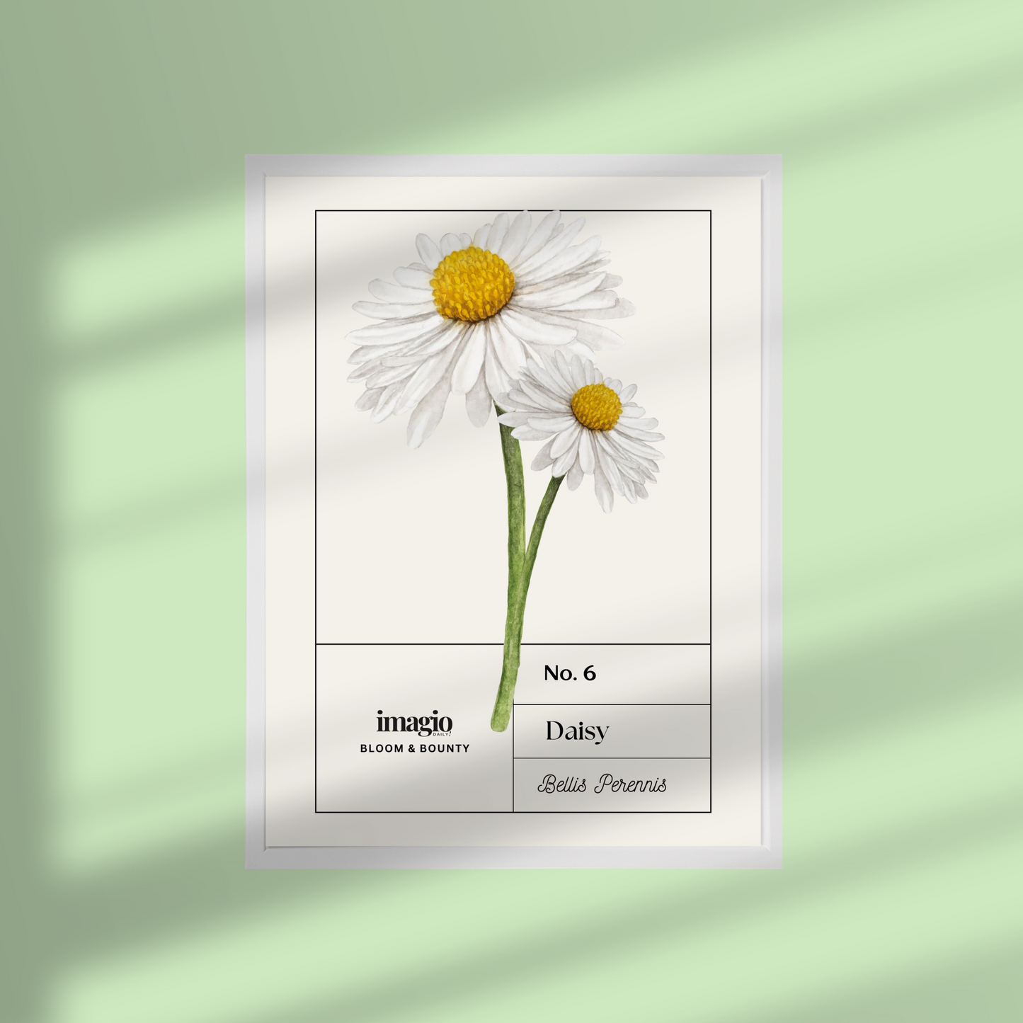 Uramljen poster Daisy - 32x42 / 42x52 cm beli ram