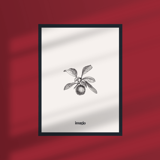 Framed Art Silent Sketch Fruit #1 - 32x42 / 42x52 cm Black