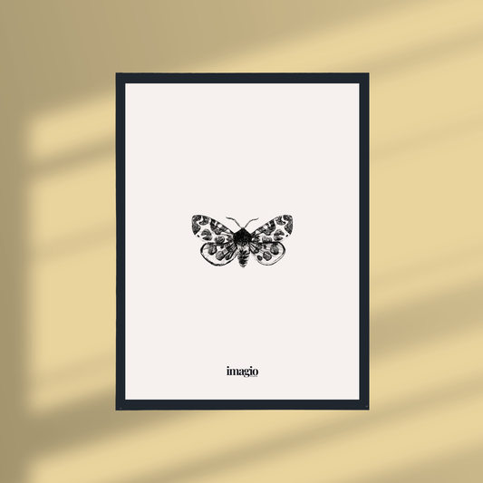 Uramljen poster Silent Sketch Butterfly #1 - 32x42 / 42x52 cm crni ram