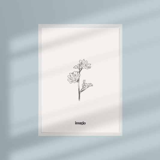 Uramljen poster Silent Sketch Flower #2 - 32x42 / 42x52 cm beli ram