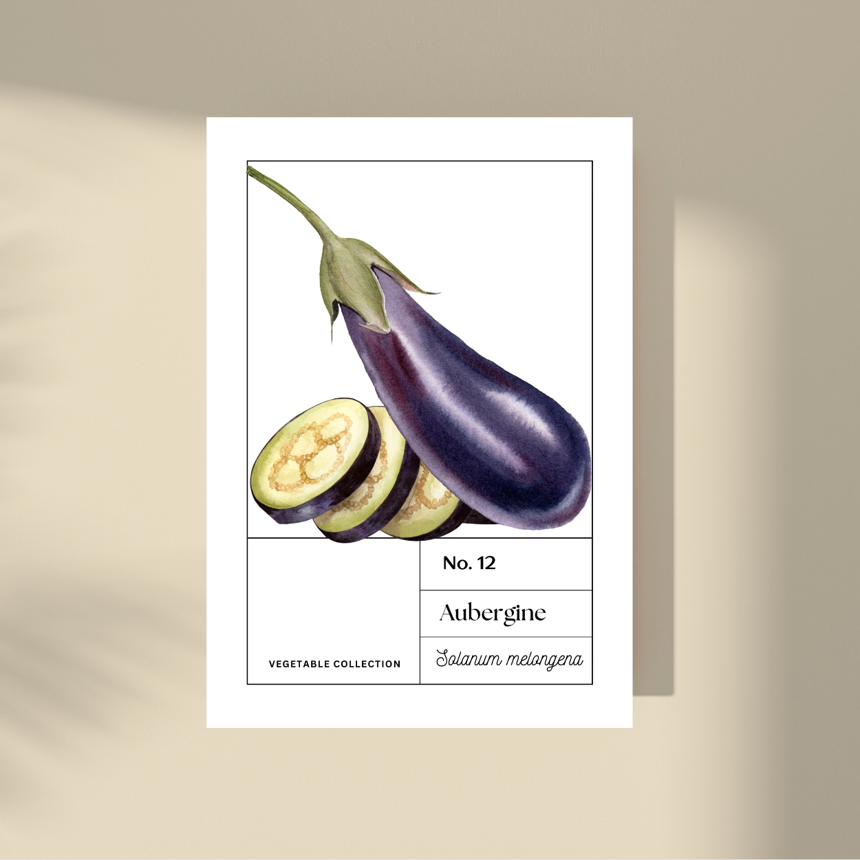 Aubergine