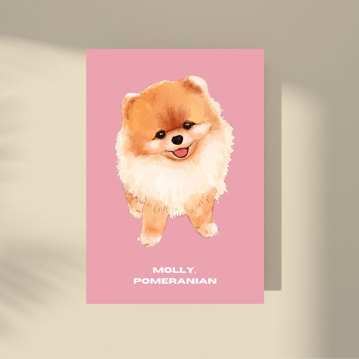 Molly: Pomeranian