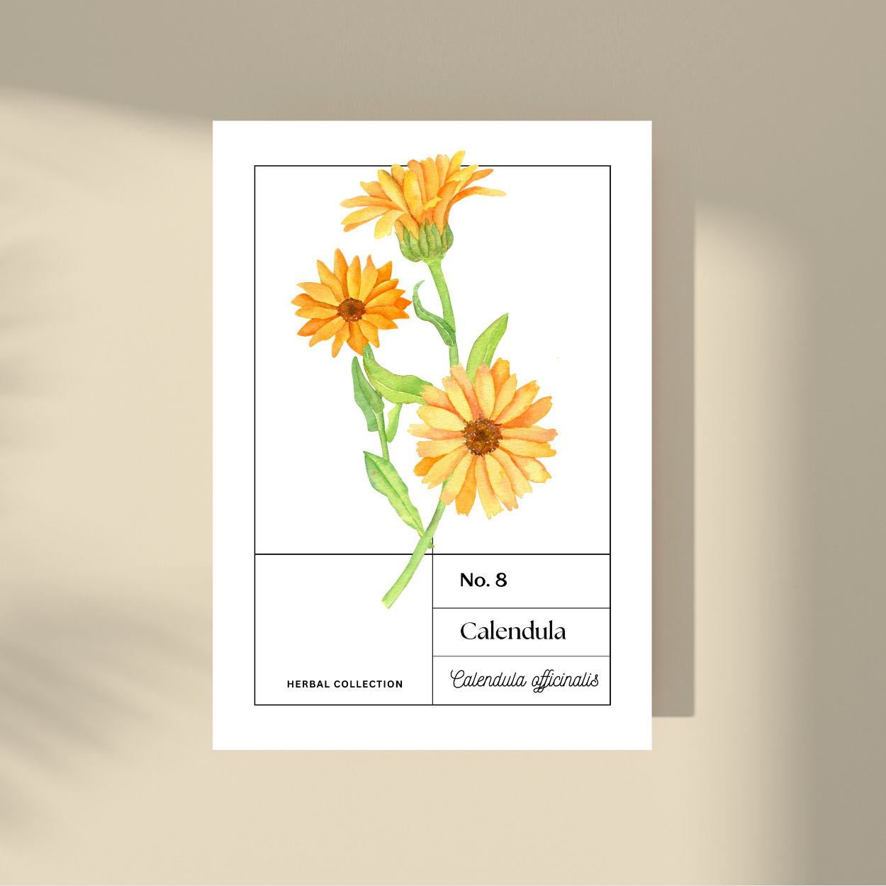 Calendula