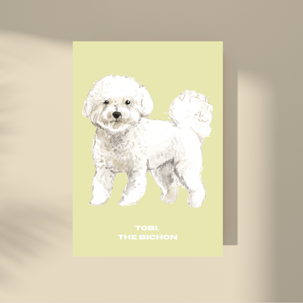 Tobi: the Bichon